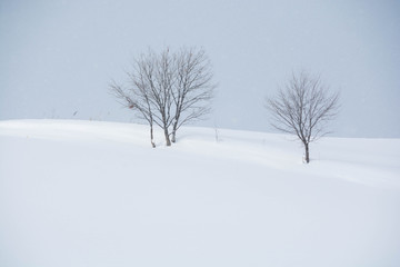 Fototapeta na wymiar 雪原に立つ冬木立