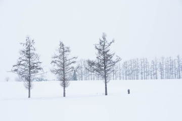 雪の丘のカラマツ並木　美瑛町