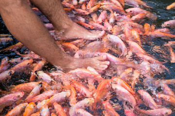    Foot skin care with the help of fish.Horizontally.