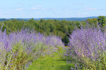 Beautiful purple lavender on field, Bleu Lavande, Stanstead, Quebec, Canada