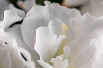 Fototapeta premium Azalea. Rhododendron. Blooming white azalea bush of a textured background.
