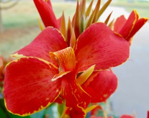red and yellow canna lily