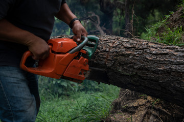 Woodcutter with chainsaw cutting a fallen tree