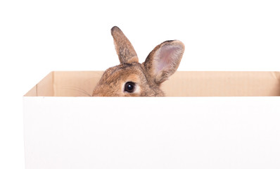 Brown young rabbit on white background