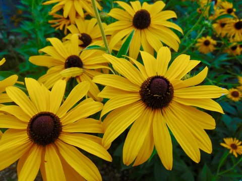 yellow black eyed susan flowers