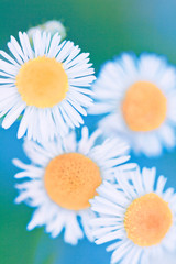 Fototapeta premium daisies