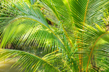 coconut leaves for background, Palm leaves