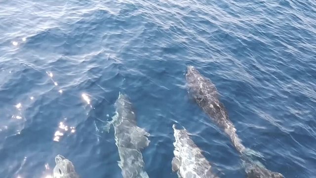 Dolphins playing & swimming p2
