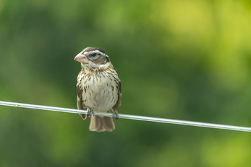 Female Rose-breasted grosbeak landscape