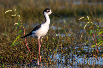 Black Necked Stilt