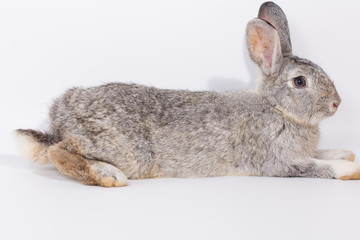 Grey rabbit on white background