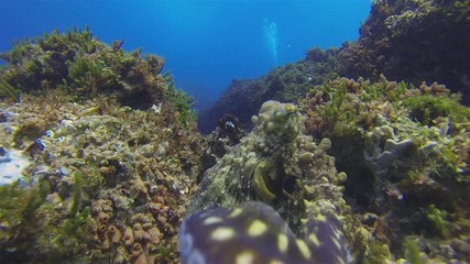Octopus Attack Close Up.Angry Pair Of Octopuses.Annoyed Squid Octopi & Aggresive Display Of Threatening Behaviour On Coral Reef. Colourful Dangerous Marine Life & Beautiful Aquatic Underwater Wildlife