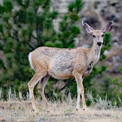 deer in the wild