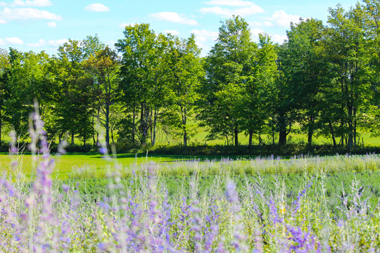 Beautiful purple lavender on field, Bleu Lavande, Stanstead, Quebec, Canada © Han