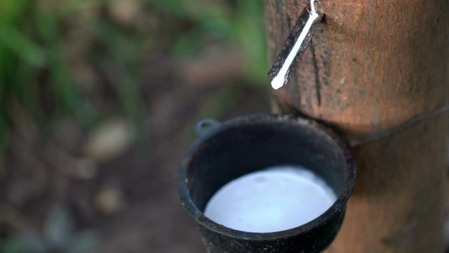 Milky Latex from rubber trees in natural rubber plantations.