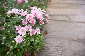 Pink fresh lovely blossom chrysanthymum with green leaves on wood walk in beautiful decorated garden