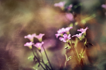 Óxalis acetosélla (wood sorrel) flower pot, bokeh background
