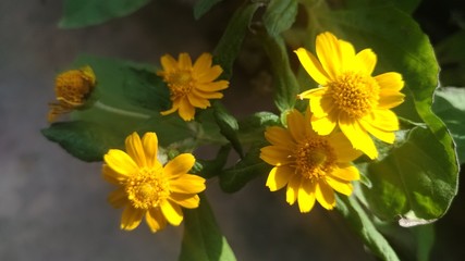 yellow flowers in garden