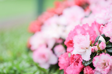 Sweety pink color flower, arzealea bush, fresh beautiful blossom in graden