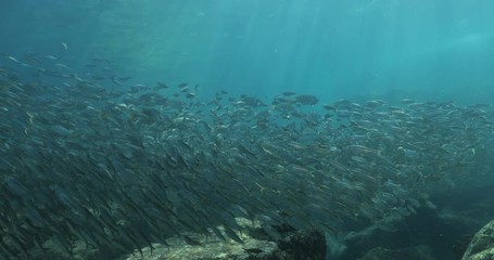 Flatiron Herring baitball from the islands of the sea of Cortez, Mexico.