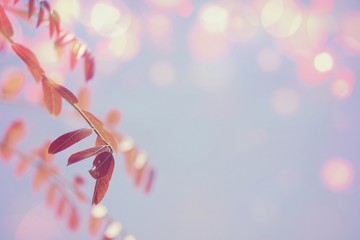 Red leaves in spring season with blue sky blurred background, Space for text. -