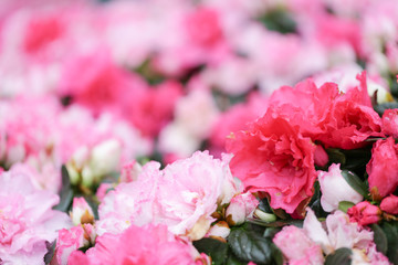 Sweety pink color flower, arzealea bush, fresh beautiful blossom in graden