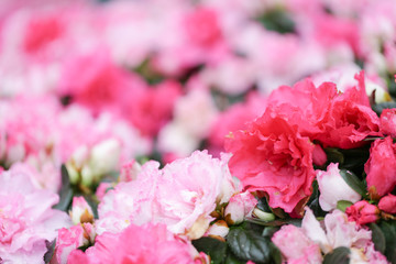 Fototapeta premium Sweety pink color flower, arzealea bush, fresh beautiful blossom in graden