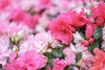 Sweety pink color flower, arzealea bush, fresh beautiful blossom in graden
