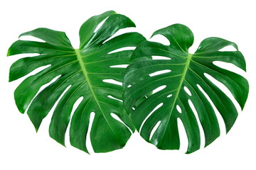 Fototapeta na wymiar Top View Couple Real Philodendron Split Green Leaf Monstera deliciosa Foliage . Tropical Rainforest Plant . Clipping Path and Isolated on White Background , Flat Lay