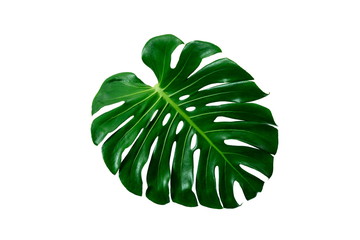 Naklejka na ściany i meble Close Up Top View of Real Philodendron Split Green Leaf Monstera deliciosa Foliage . Tropical Rainforest Plant . Clipping Path and Isolated on White Background , Flat Lay