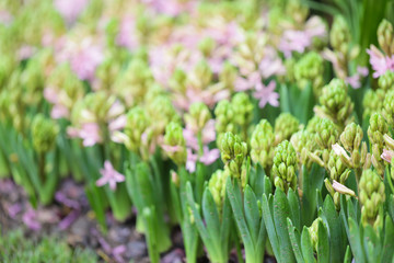 Fototapeta premium Hyacynths in garden, pink, white, purple wonder smelled flower planted in small pot. Famous for making purfume