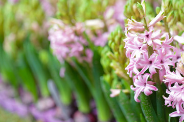 Hyacynths in garden, pink, white, purple wonder smelled flower planted in small pot. Famous for making purfume