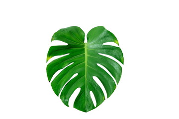Close Up Top View of Real Philodendron Split Green Leaf Monstera deliciosa Foliage . Tropical...