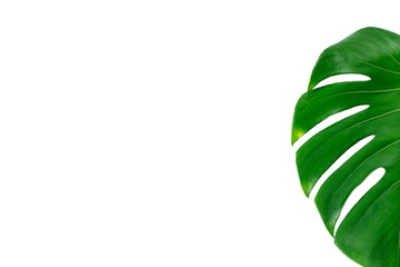 Close Up Texture Top View of Real Philodendron Split Green Leaf Monstera deliciosa Foliage ....
