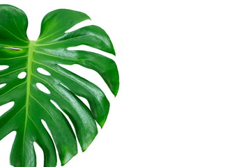 Fototapeta na wymiar Close Up Top View of Real Philodendron Split Green Leaf Monstera deliciosa Foliage . Tropical Rainforest Plant . Clipping Path and Isolated on White Background , Flat Lay
