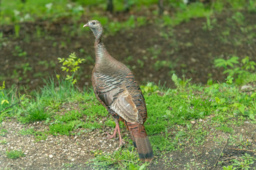 Wild Turkey looking back landscape