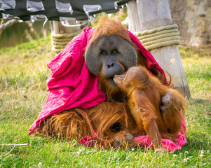 Baby orangutan playfully and lovingly kissing his father draped in a magenta blanket. © Simon