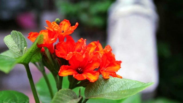 Geiger tree or cordia orange flowers blooimng on tree in garden