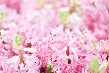 Hyacynths in garden, pink, white, purple wonder smelled flower planted in small pot. Famous for making purfume