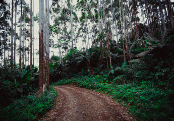 Pictures (Portraits, landscapes, animals)