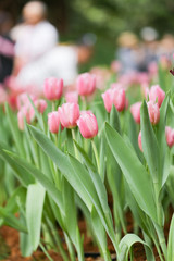 Colorful tulip field, summer flowerwith green leaf with blurred flower as background