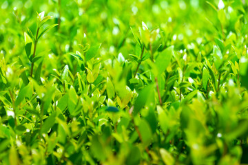 Young bright green leaves in sunlight