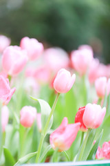 Colorful tulip field, summer flowerwith green leaf with blurred flower as background