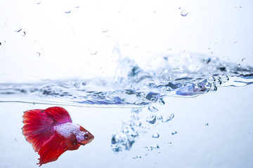 Red siamese fighting fish on a water wave and air bubbles.