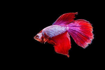 Red siamese fighting fish on a black background.
