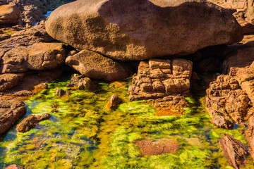 Granite pink boulders and green algae on the coast near Plumanakh..  Pink Granite Beach is a unique place in Brittany. France