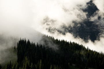 Forest Fog
