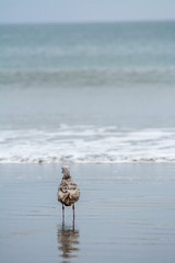Sea gull looking out at the waves of the ocean.