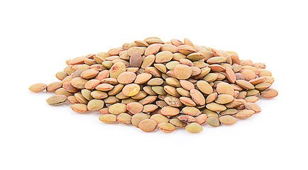 lentil