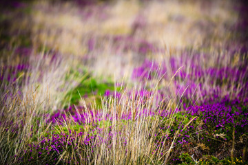 Blooming heather near the village of Plumanah. The coast of pink granite is a unique place in Brittany. France